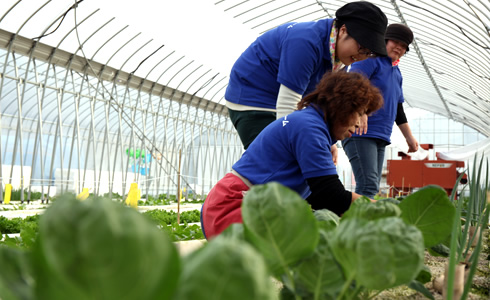 イフスコ茂原ファーム「わーくはびねす農園茂原ファーム」