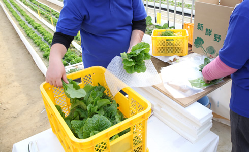 農園で育つ「フレッシュな野菜をお届けする喜び」