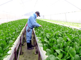 野菜という生き物がやりがいをもたらす