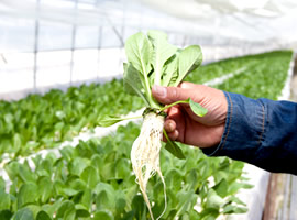 自然のものを使い、安心な野菜を