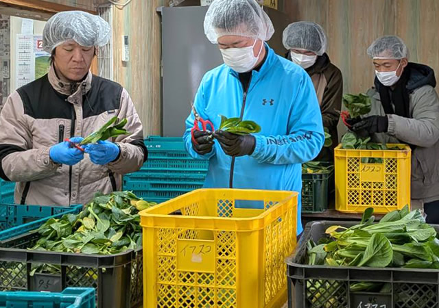 収穫作業