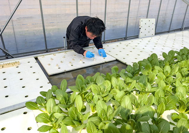 定植作業